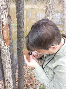 Nellie Brown diagnosing Elm bark beetle under tree bark with magnifying lens
